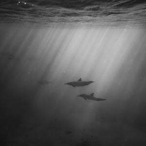 毛茸茸业余亚洲
